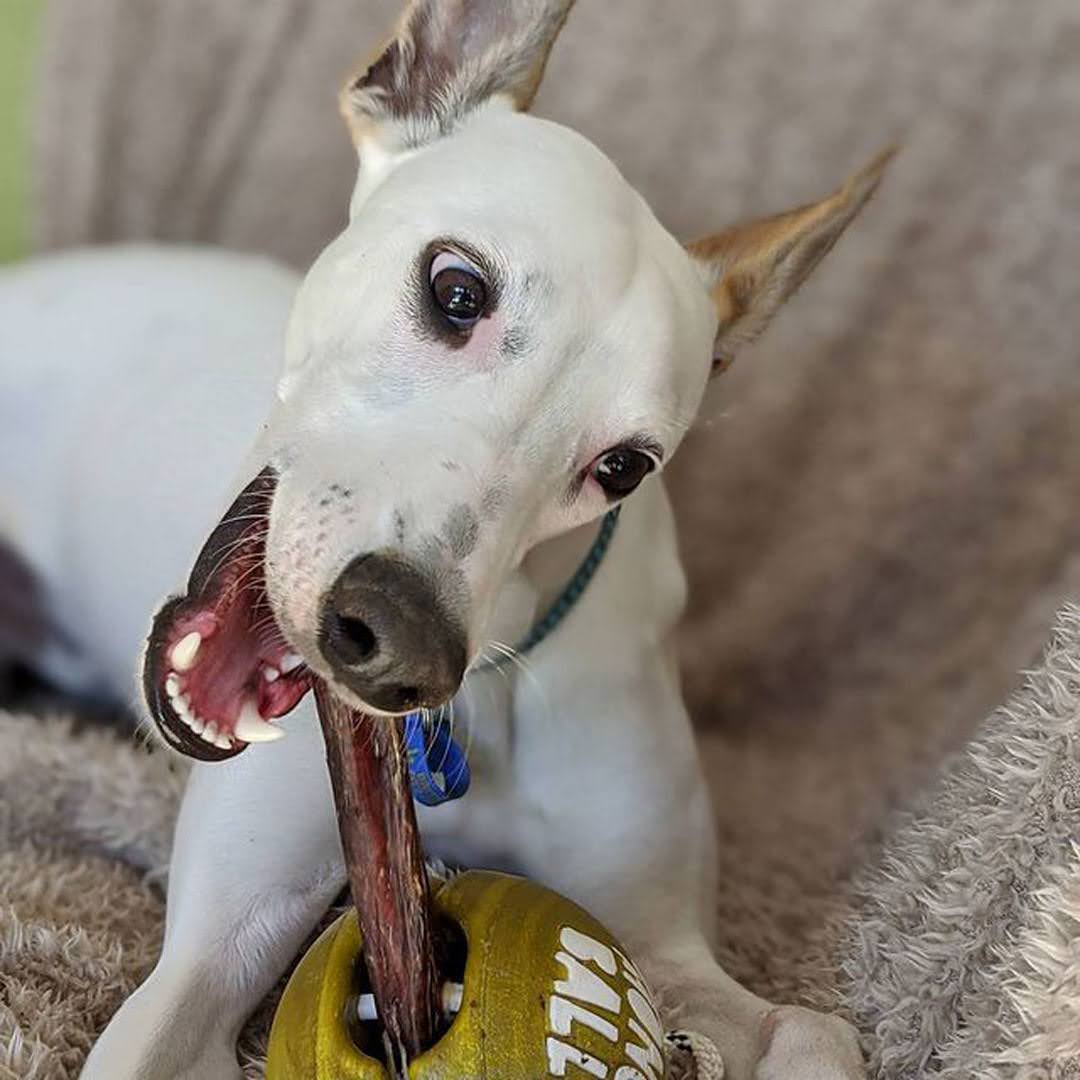 Bully sticks help clean your dog's teeth Monchball